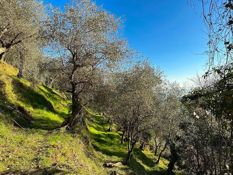 Holiday home La Ghiandaia Monteggiori Villa Culla